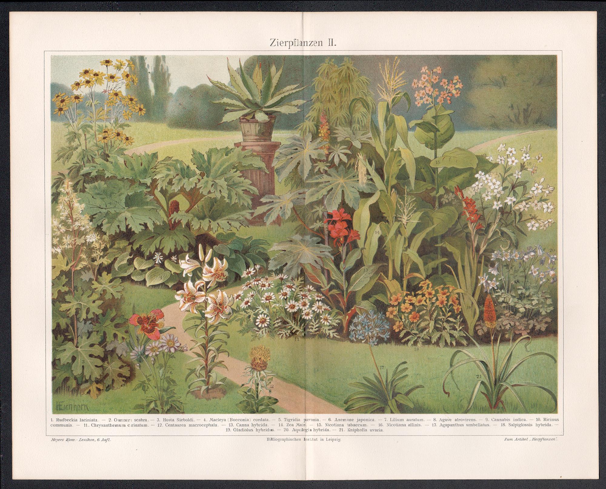 Ornamental Plants, Chromolithographie eines antiken botanischen Gartens. – Print von Unknown
