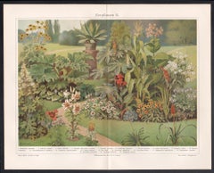 Piante ornamentali, stampa cromolitografica tedesca di un antico giardino botanico.