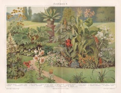 Piante ornamentali, stampa cromolitografica tedesca di un antico giardino botanico.