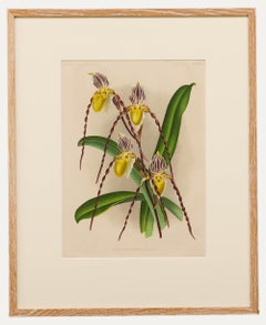 P. de Pannemaeker - Framed Lithograph, Cypripedium Philippinense
