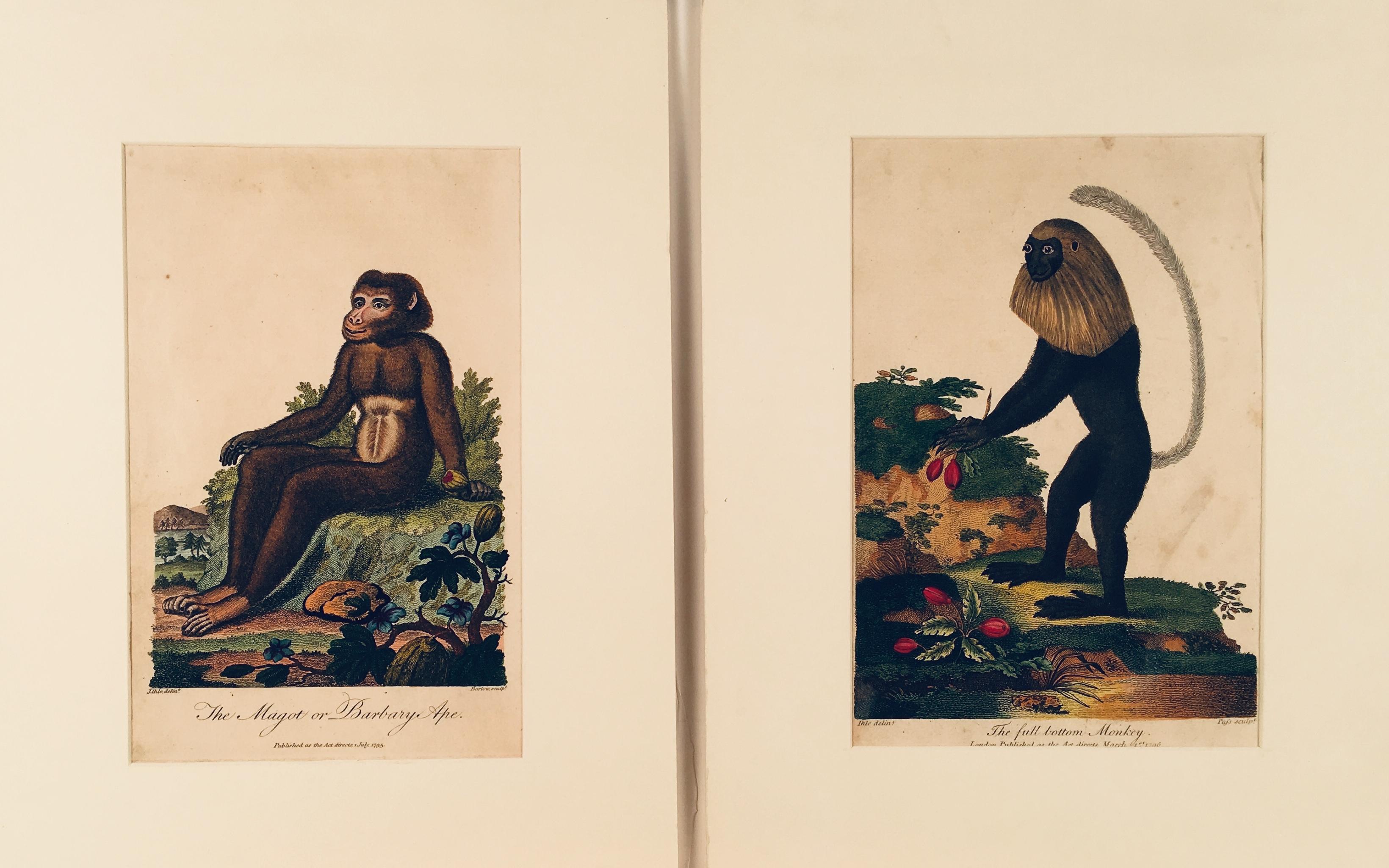 Unknown Animal Print - Pair of 18th Century Engravings, "Barbary Ape" and "Full Bottom Monkey"