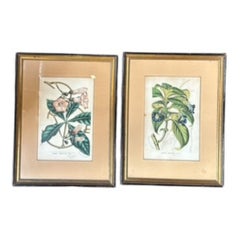 Coppia di stampe botaniche incorniciate del XIX secolo  Hooker & Gardner