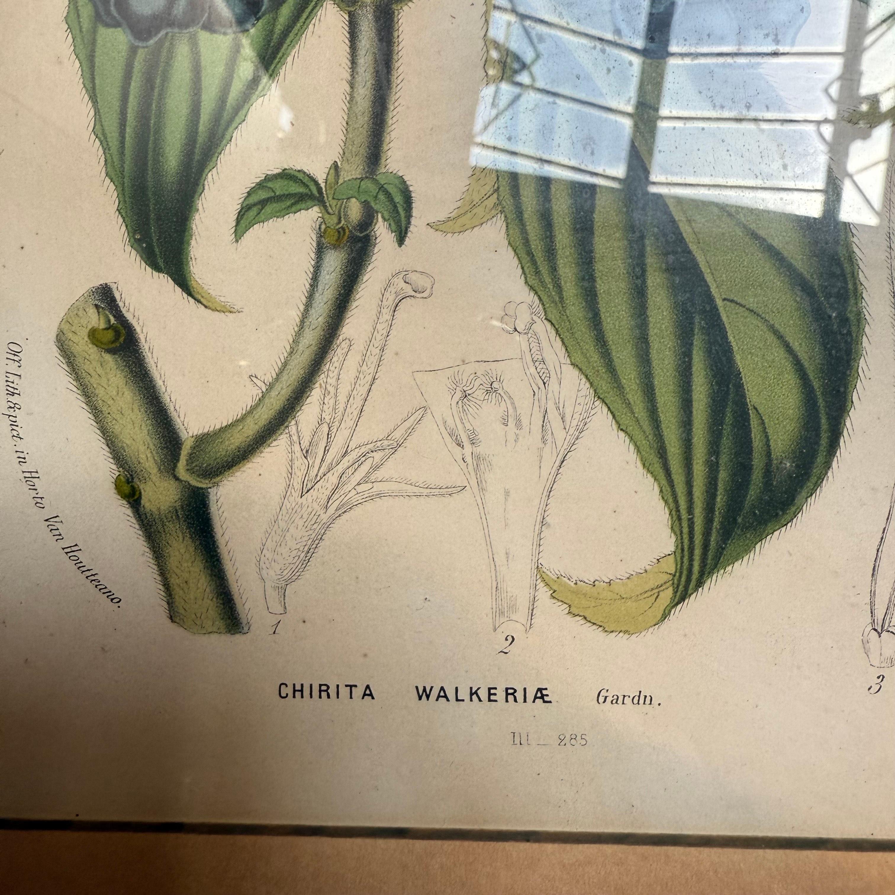 Paire d'estampes botaniques encadrées du 19e siècle  Hooker & Gardner - Victorien Print par Unknown