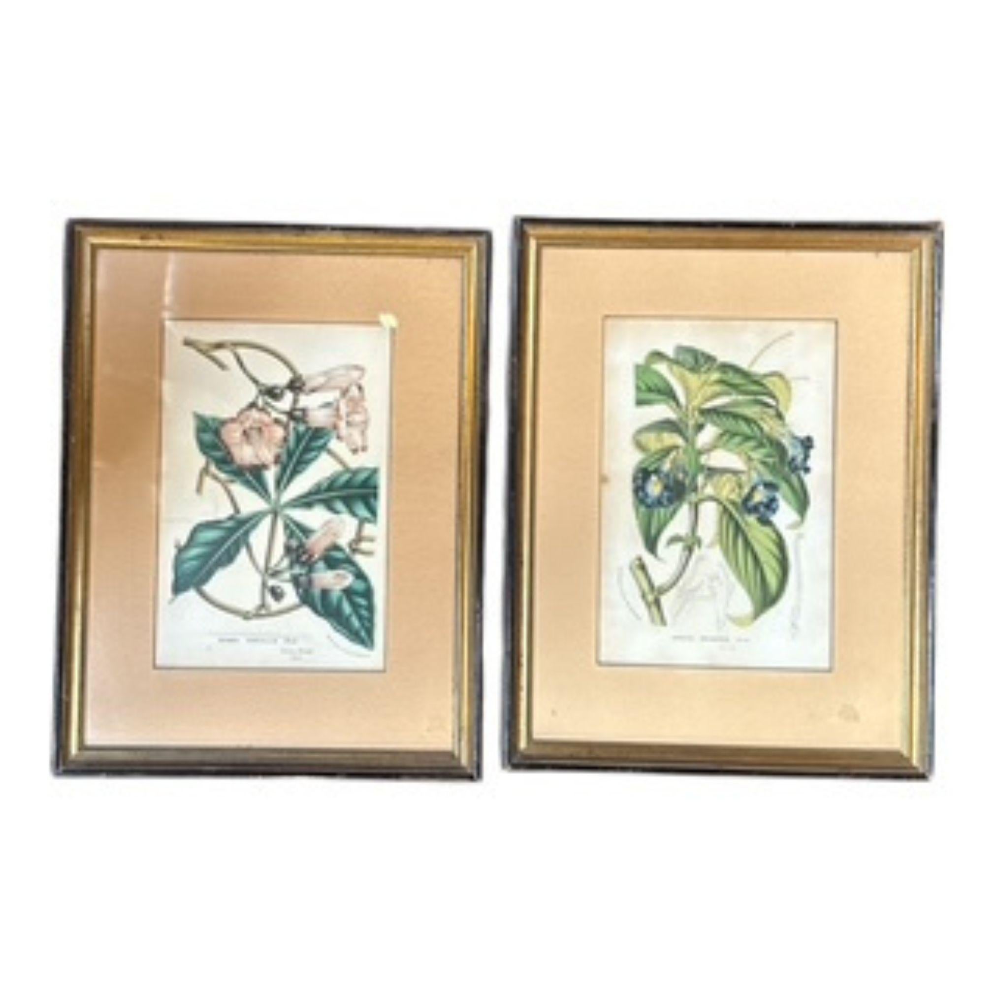 Pair of 19th Century Framed Botanical Prints  Hooker & Gardner
