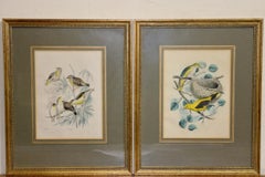 Pair of antique color lithographs, birds, ornithology, zoology, nature.
