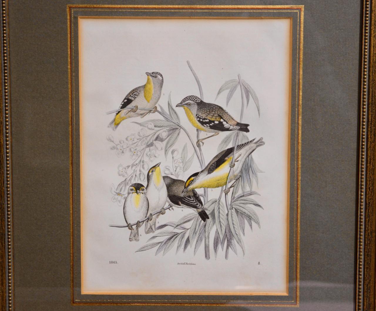 Pair of antique color lithographs, birds, ornithology, zoology, nature. For Sale 1