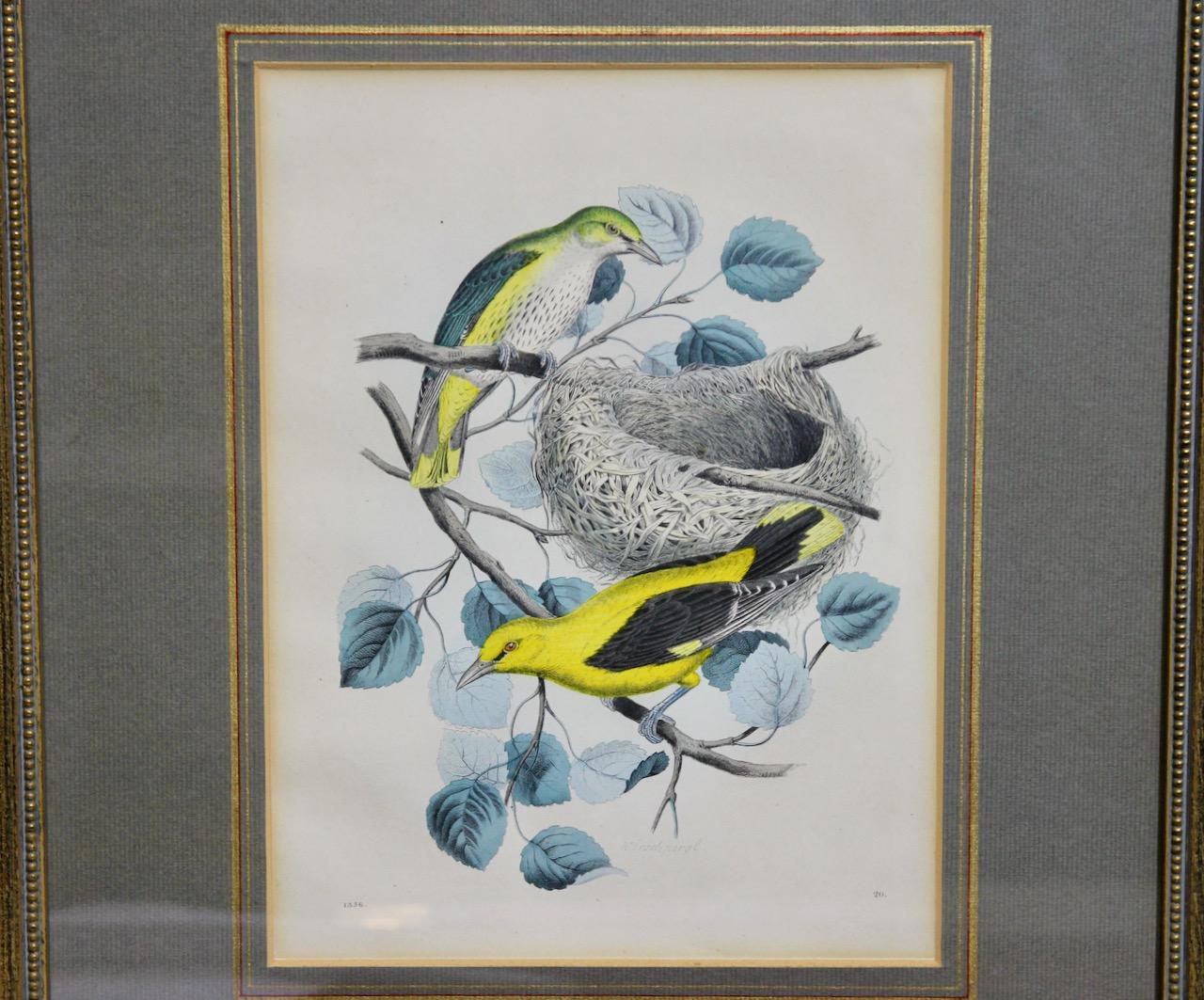 Pair of antique color lithographs, birds, ornithology, zoology, nature. For Sale 2