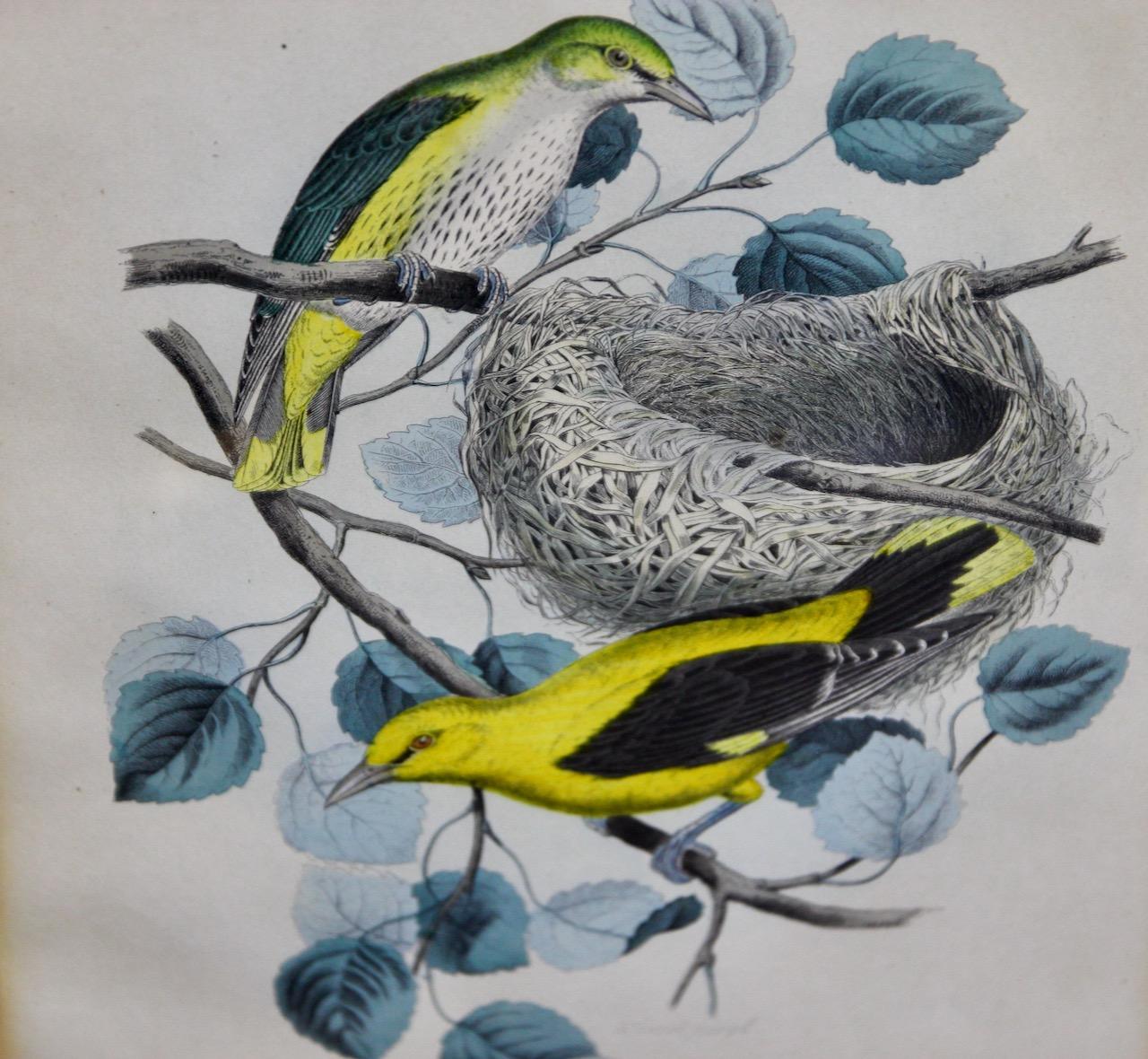 Pair of antique color lithographs, birds, ornithology, zoology, nature. For Sale 3