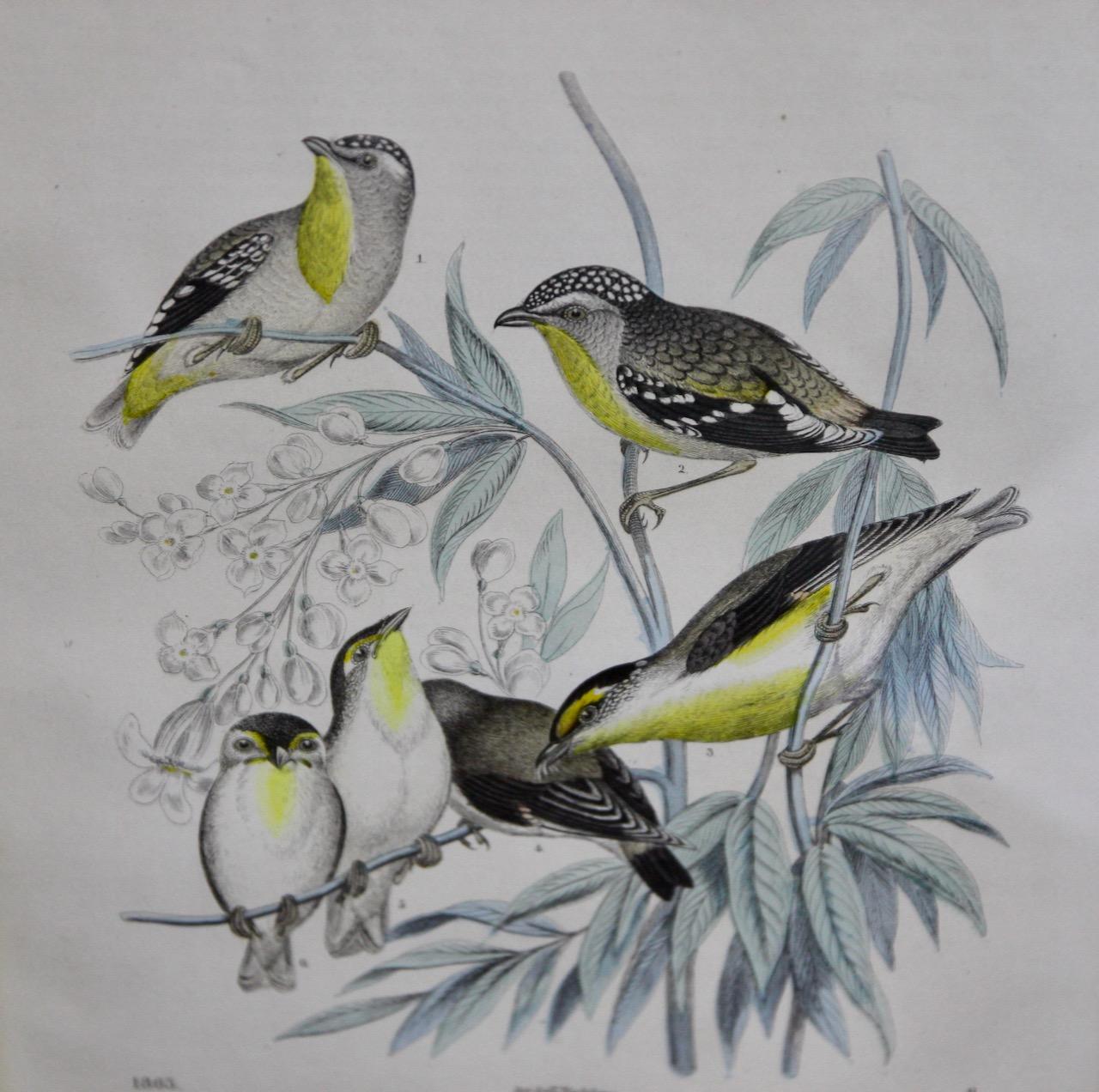 Pair of antique color lithographs, birds, ornithology, zoology, nature. For Sale 4