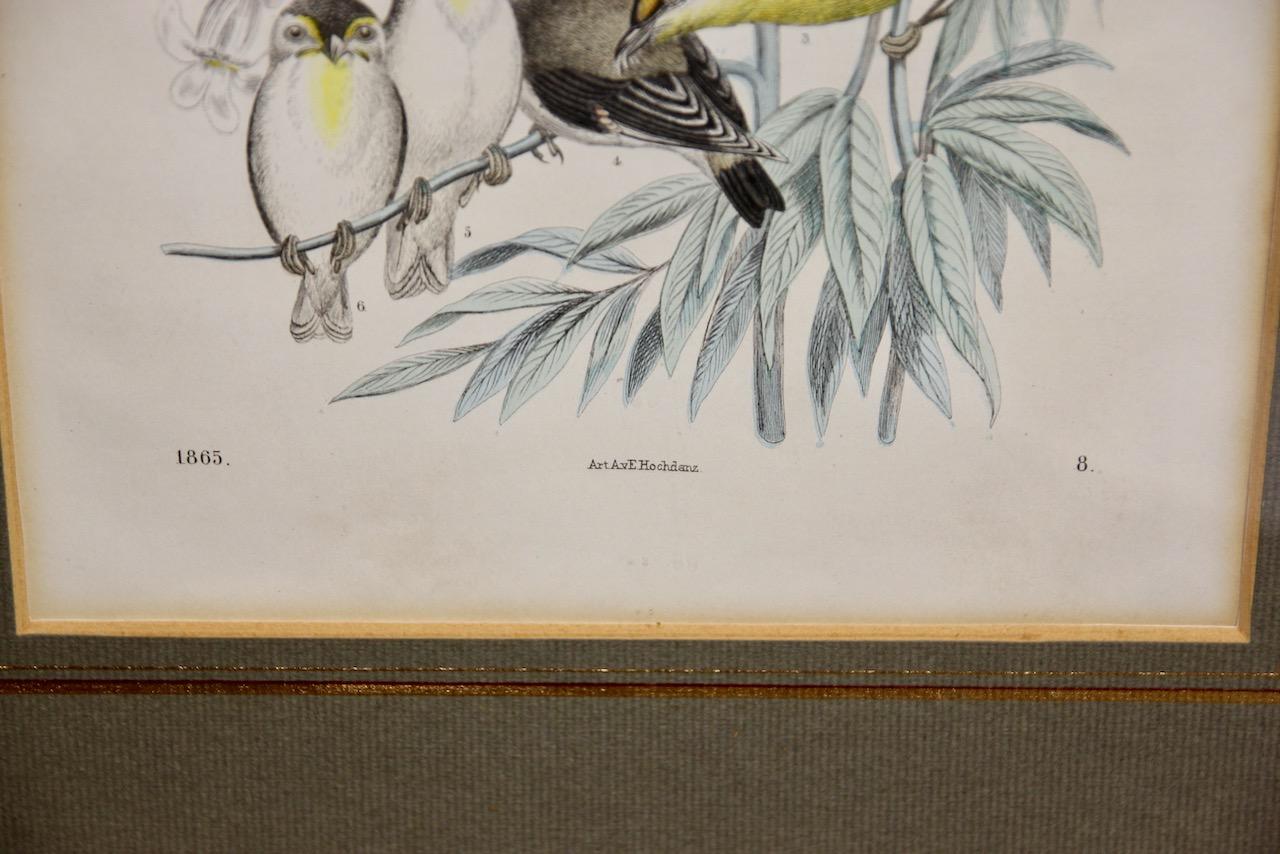Pair of antique color lithographs, birds, ornithology, zoology, nature. For Sale 5