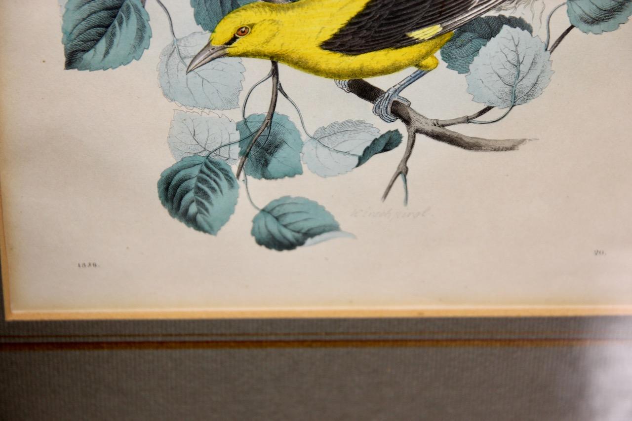 Pair of antique color lithographs, birds, ornithology, zoology, nature. For Sale 6