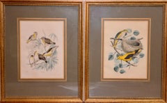 Pair of antique color lithographs, birds, ornithology, zoology, nature.