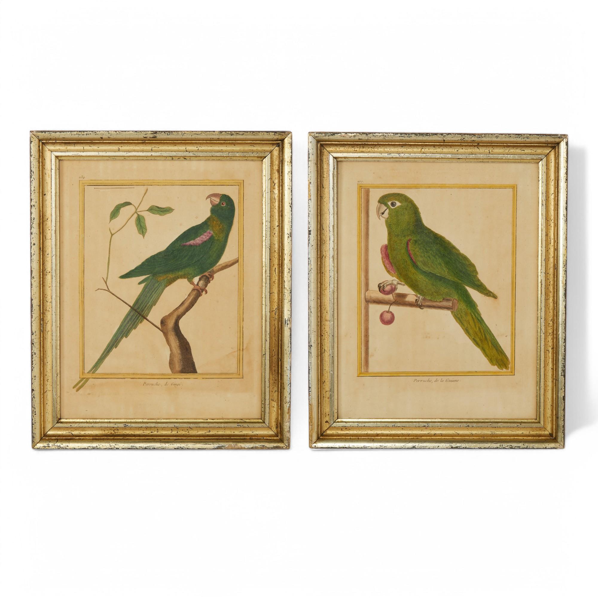 Paar antike gerahmte, handkolorierte, französische Papageiengravuren mit Papageienmotiv – Print von Unknown