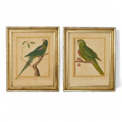 Pair of Antique Framed Hand Colored French Parrot Engraving