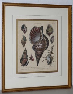 Pair of Early 19th Century "Conchology" Conch Shells Color Etchings c.1802