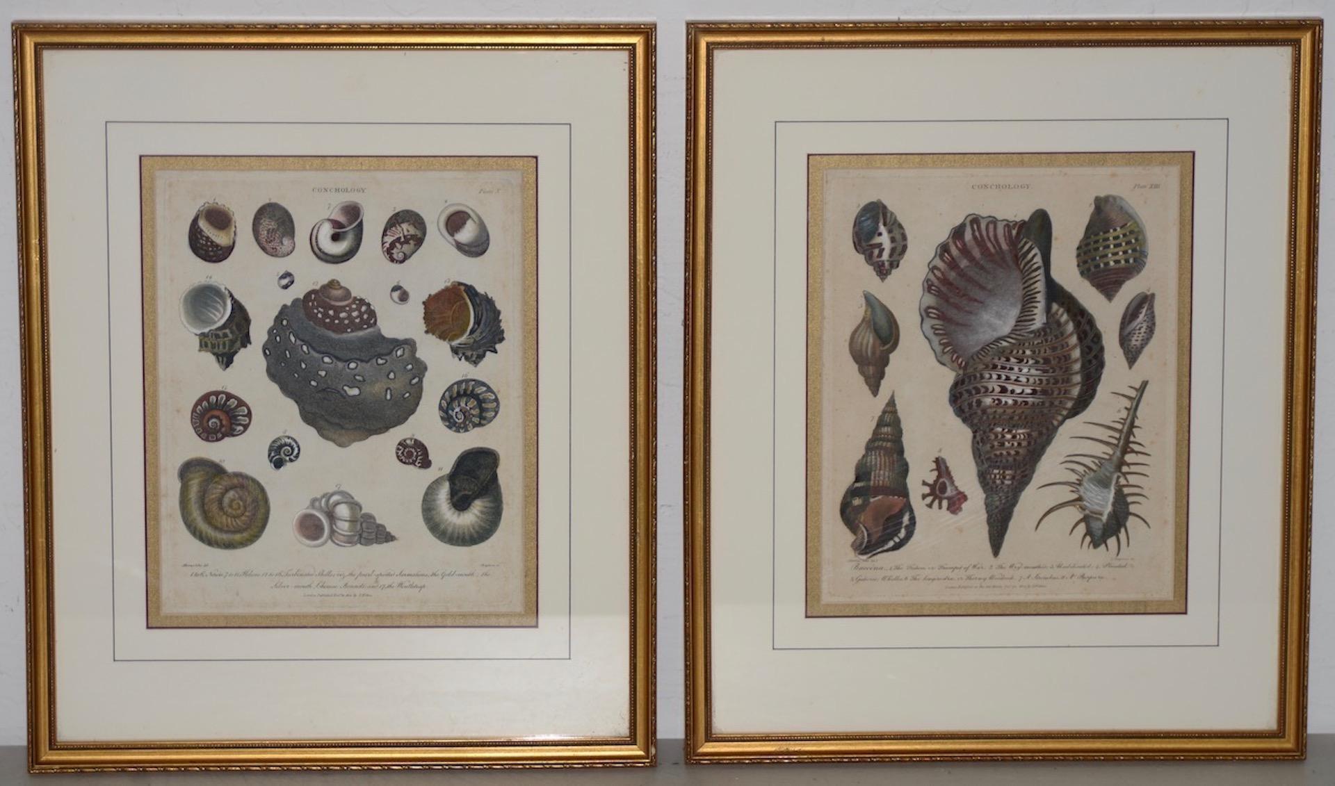 Pair of Early 19th Century "Conchology" Conch Shells Color Etchings c.1802