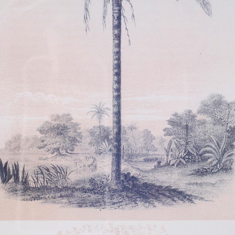Pair of Framed and Matted Palm Tree Lithographs 3