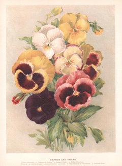 Pansies and Violas, English Antique flower botanical chromolithograph, 1896