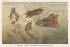 Paradise Fish, German antique natural history underwater chromolithograph print