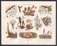 Parasitic Plants, German antique botanical chromolithograph print.