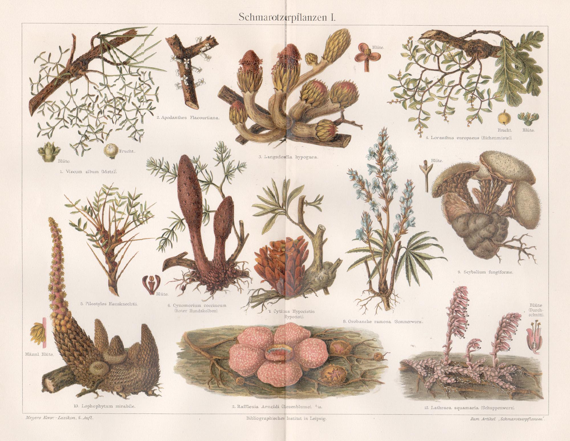 Unframed Prints and Multiples