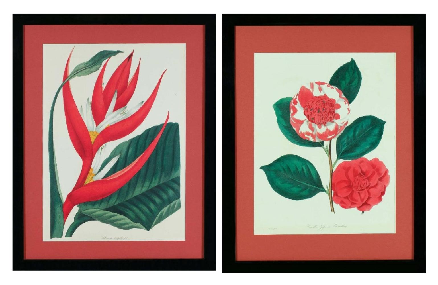 Unknown Still-Life Print - Pair of Framed Red Paxton Blooms