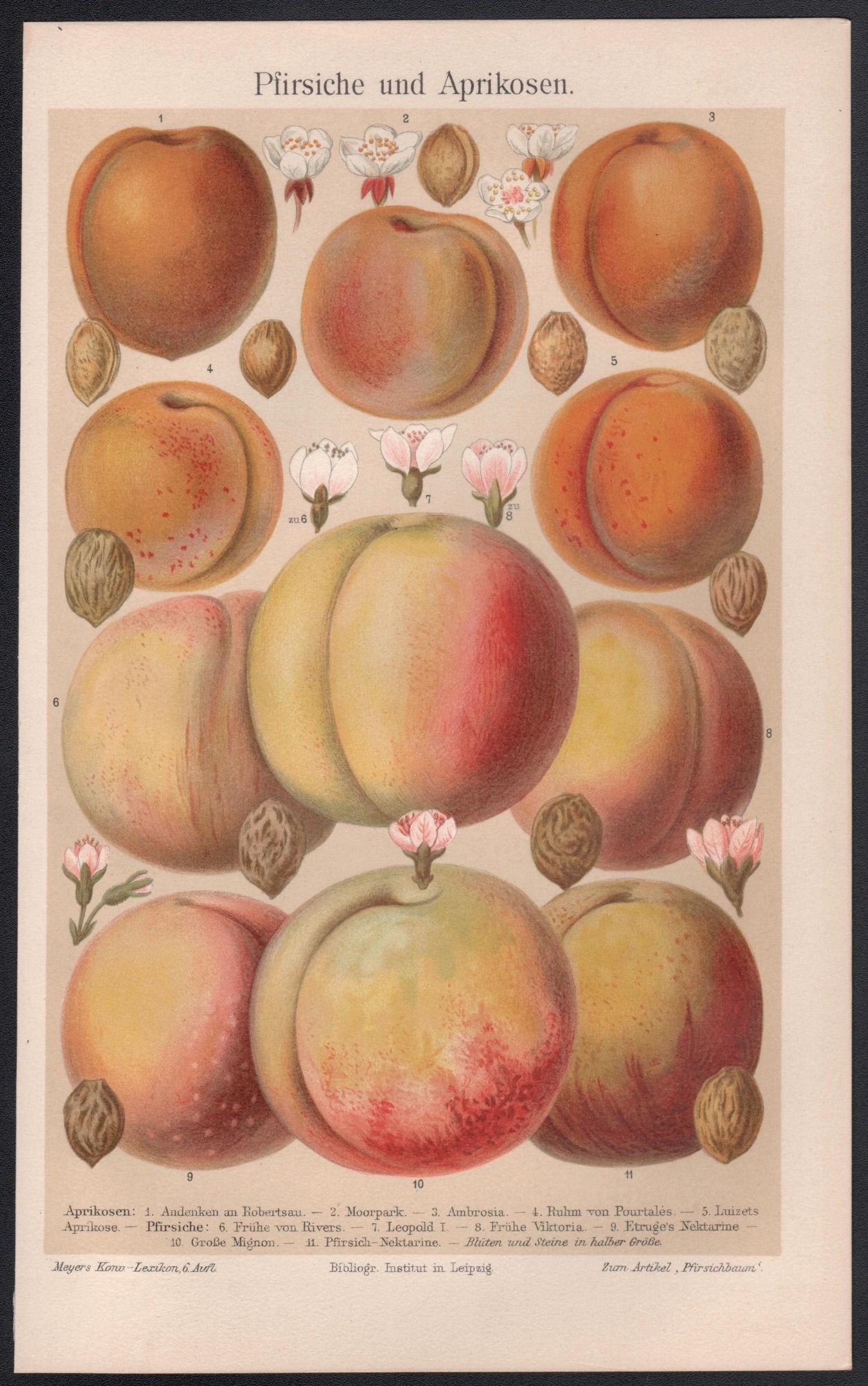 Pfirsiche und Aprikosen, antike botanische Frucht-Chromolithographie, um 1895 – Print von Unknown