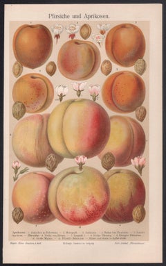 Peaches and apricots, Antique Botanical Fruit Chromolithograph, circa 1895