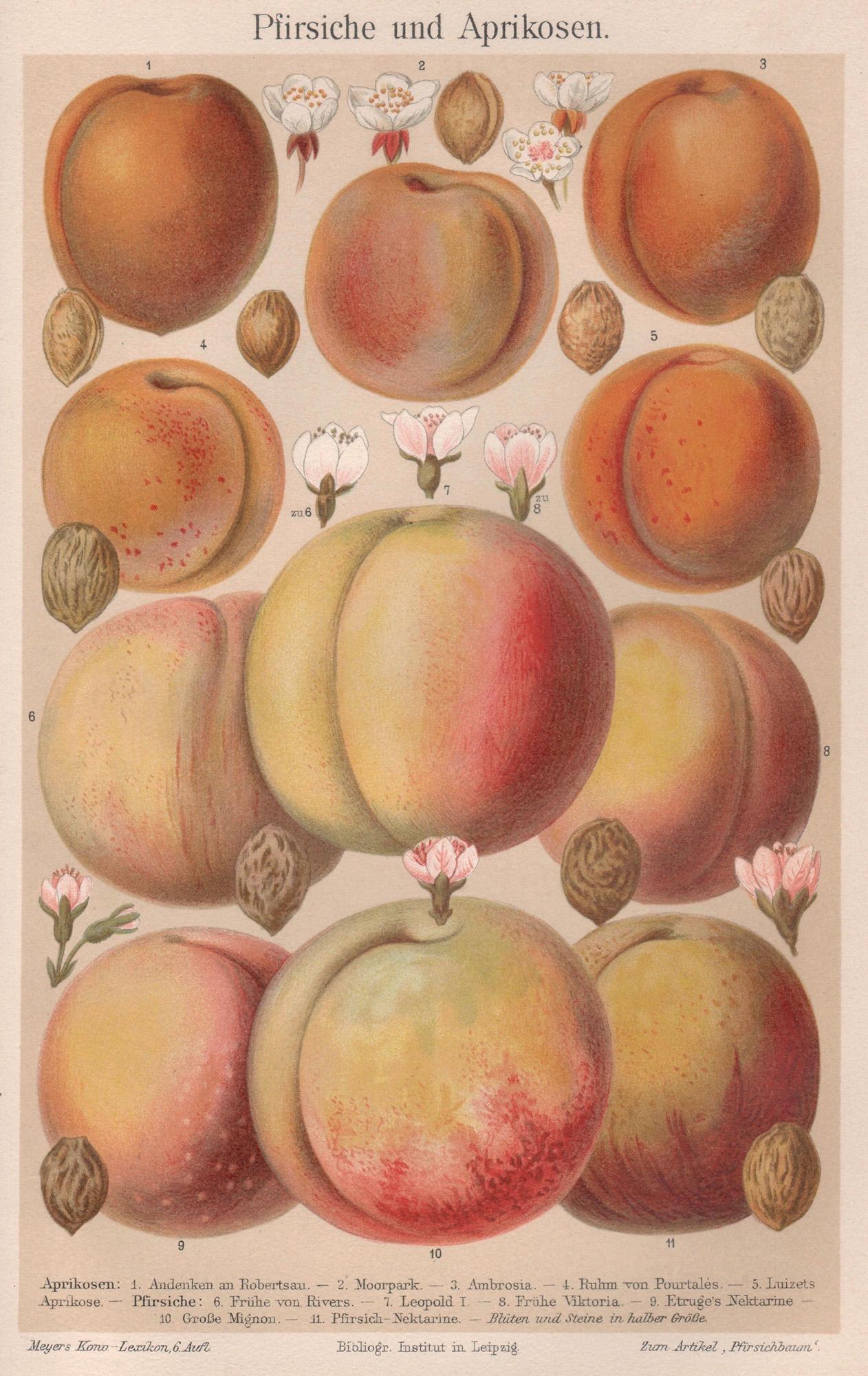 Peaches and apricots, Antique Botanical Fruit Chromolithograph, circa 1895