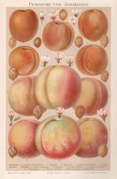 Peaches and Apricots, German antique botanical fruit chromolithograph print