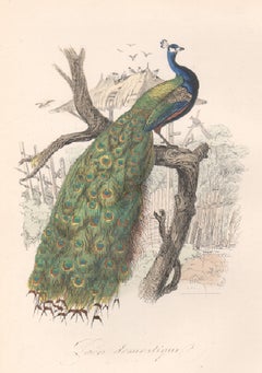 Antique Peacock, French 19th century bird engraving with original hand-colouring