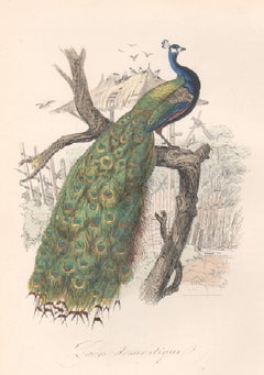 Paon:: gravure d'oiseau française du 19e siècle avec coloration à la main originale