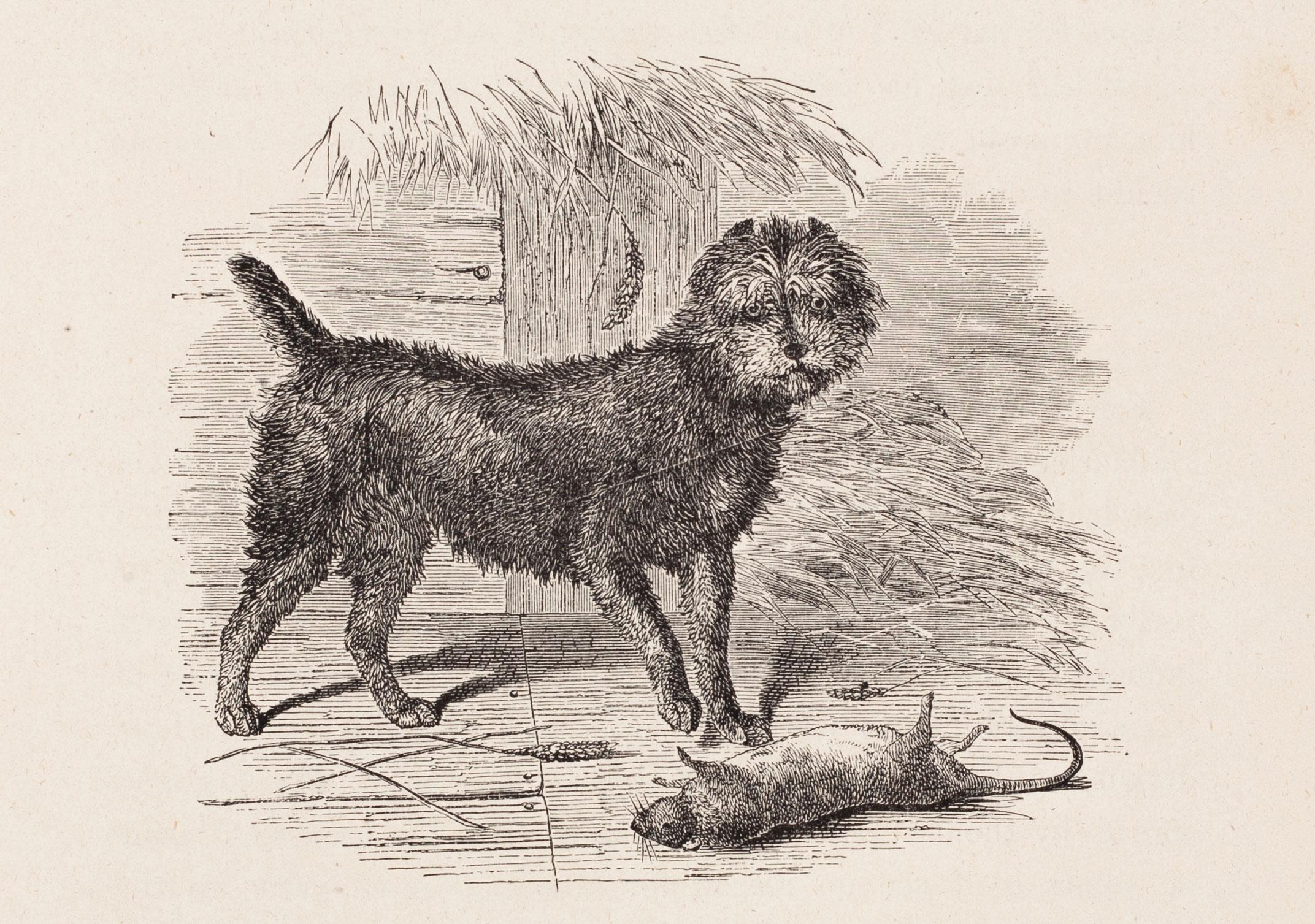 "Peto", ein Scotch Terrier