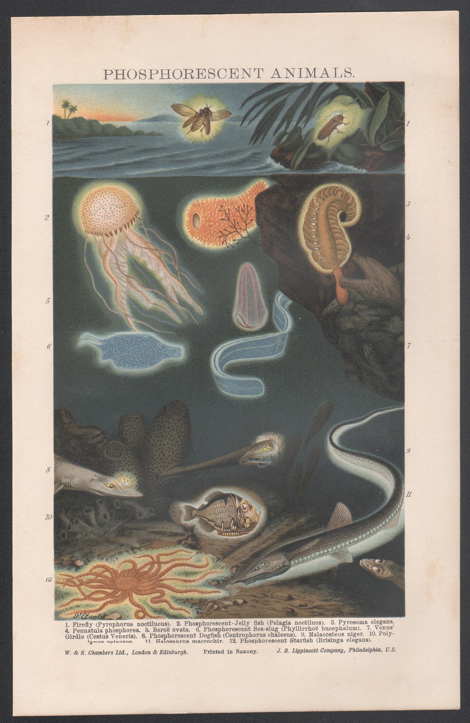 Phosphorescent Animals, Antique Natural History Chromolithograph, circa 1895 - Print by Unknown