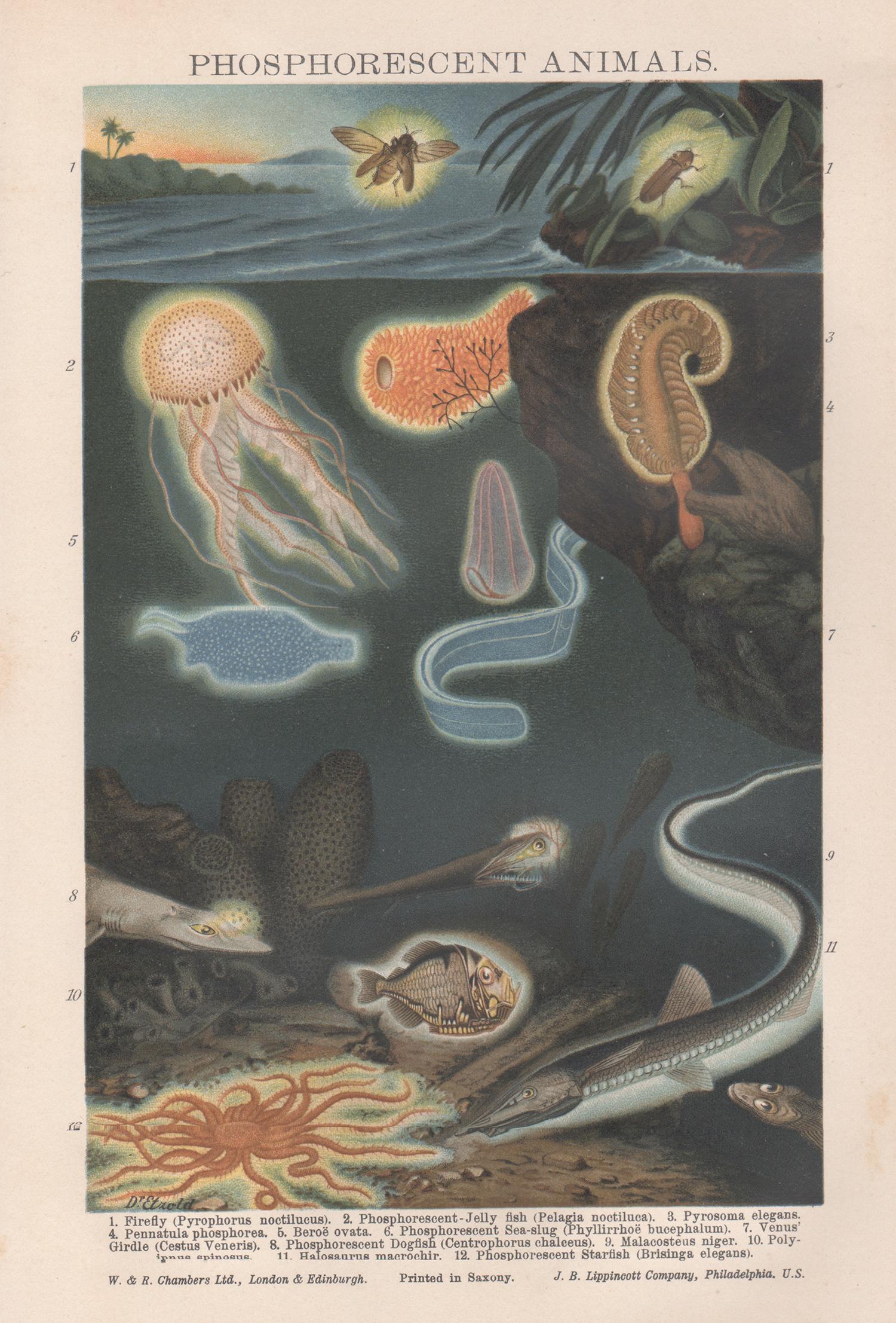 Unknown Animal Print - Phosphorescent Animals, Antique Natural History Chromolithograph, circa 1895