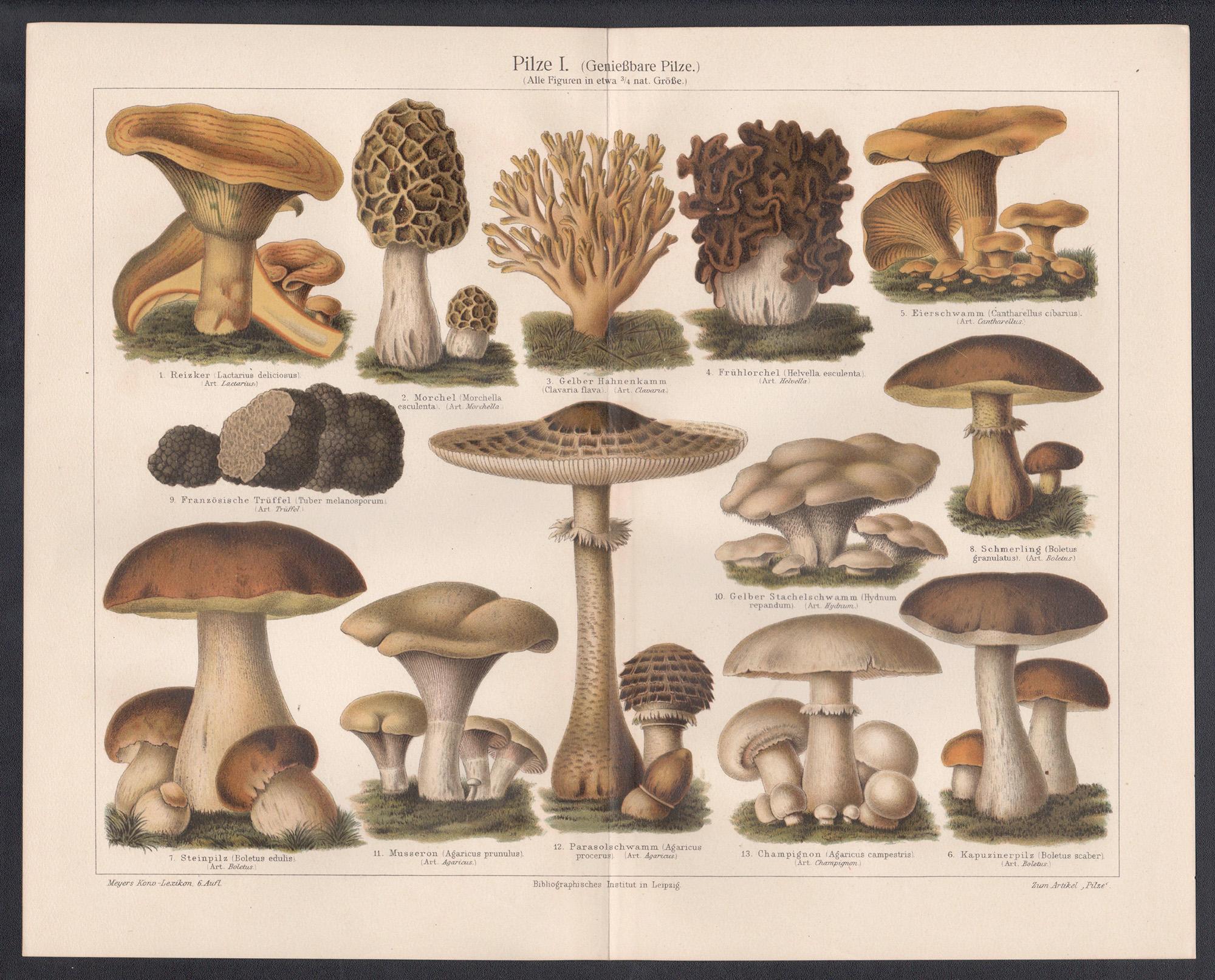 Pilze I (Mushrooms), German antique fungi botanical print - Print by Unknown