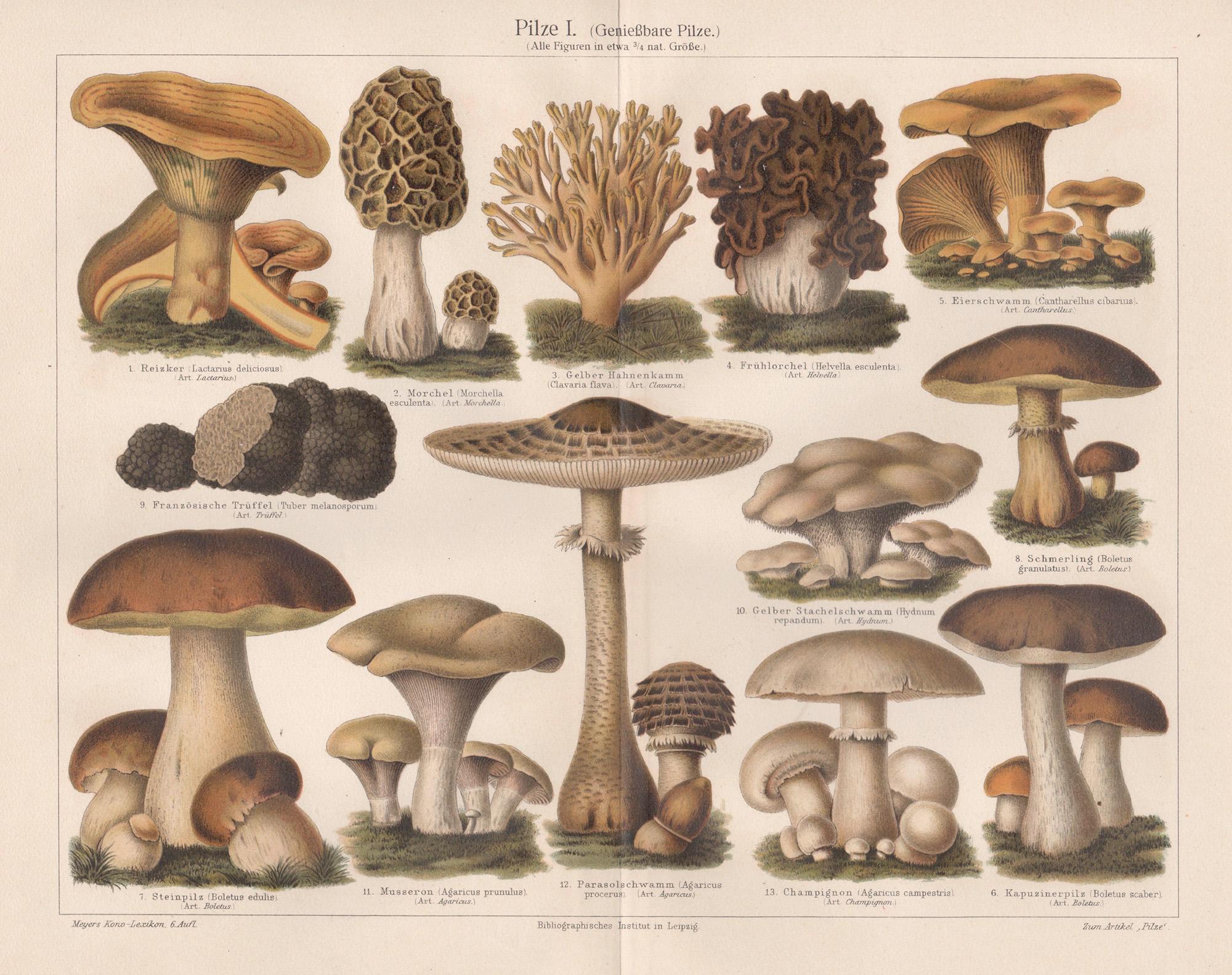 Unknown Animal Print - Pilze I (Mushrooms), German antique fungi botanical print