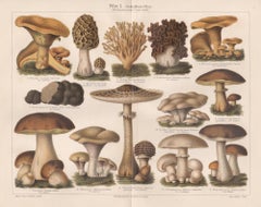 Pilze I (Mushrooms), German Antique fungi botanical print