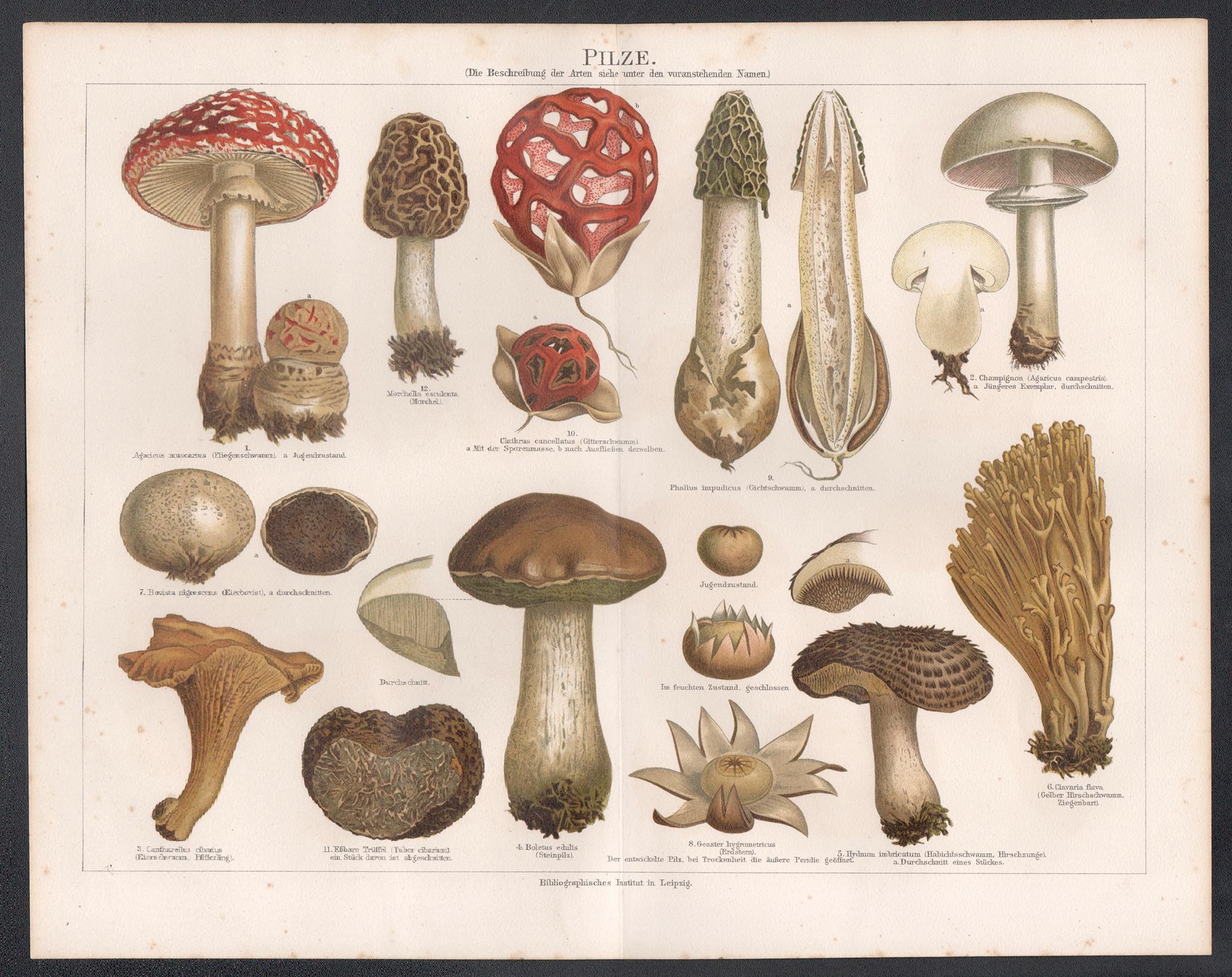 Pilze (Mushrooms), German antique botanical fungi chromolithograph print - Print by Unknown