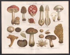 Pilze (Mushrooms), German antique botanical fungi chromolithograph print