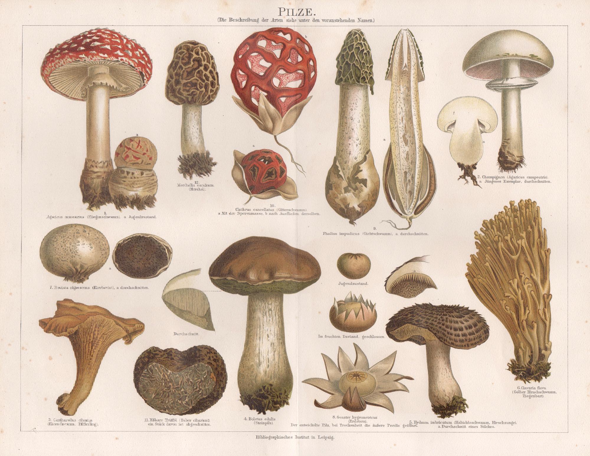 Unknown Print - Pilze (Mushrooms), German antique botanical fungi chromolithograph print