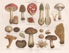 Pilze (Mushrooms), chromolithographie allemande ancienne de champignons botaniques