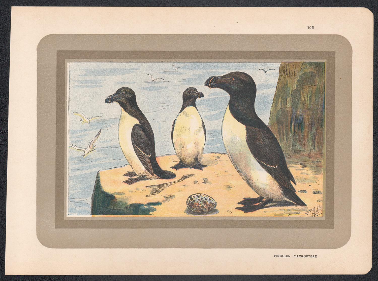 Razorbill Auk, illustration d'art français d'histoire naturelle et d'oiseaux marins anciennes - Print de Unknown