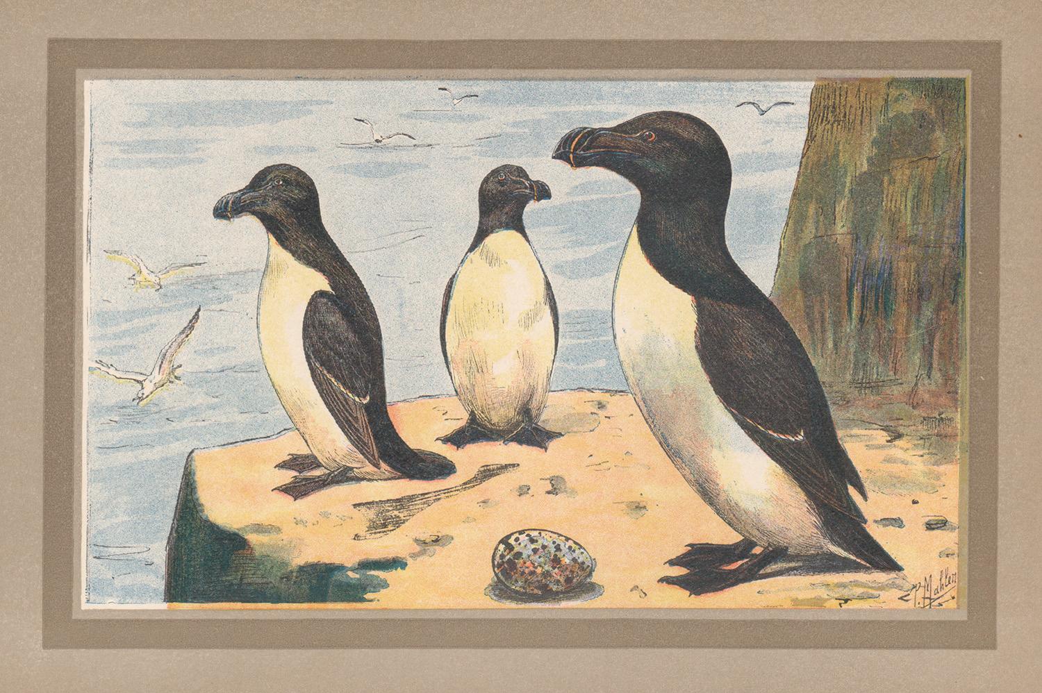 Razorbill Auk, illustration d'art français d'histoire naturelle et d'oiseaux marins anciennes