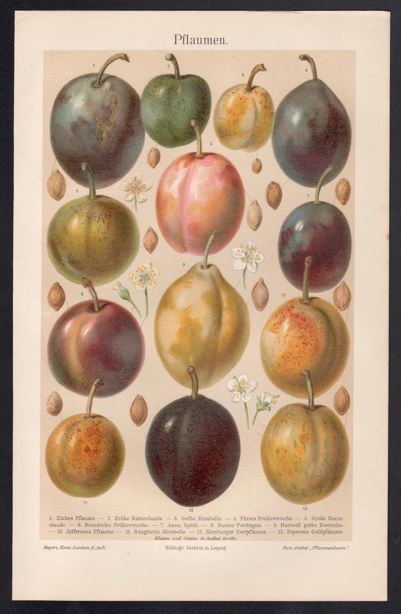 Prunes, chromolithographie botanique ancienne sur les fruits, vers 1895 - Print de Unknown