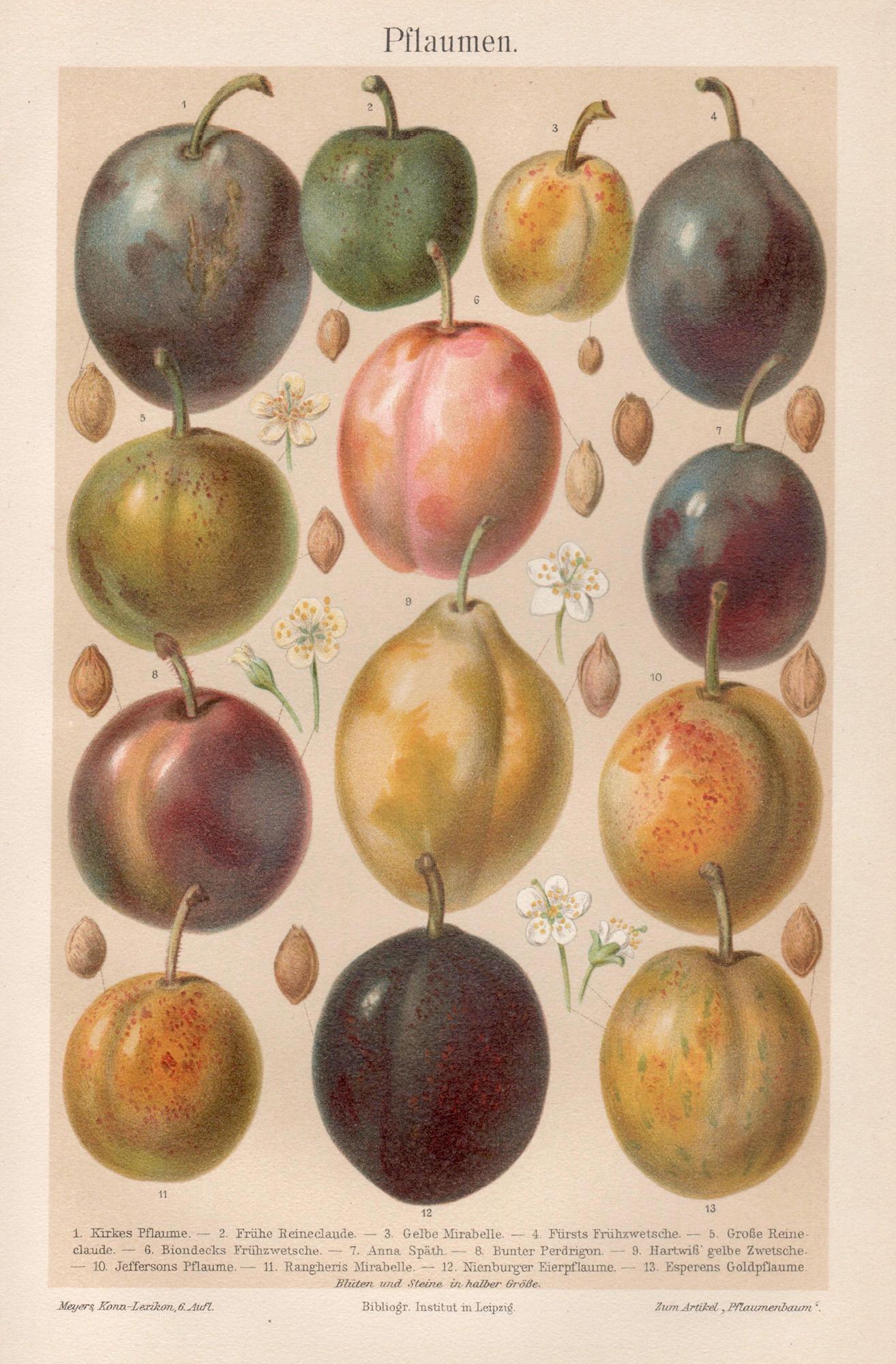 Plums, Antique Botanical Fruit Chromolithograph, circa 1895