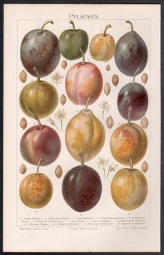 Plums, German antique botanical fruit chromolithograph print