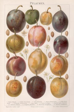 Plums, German antique botanical fruit chromolithograph print