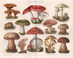 Poisonous Mushrooms, German antique fungi chromolithograph print