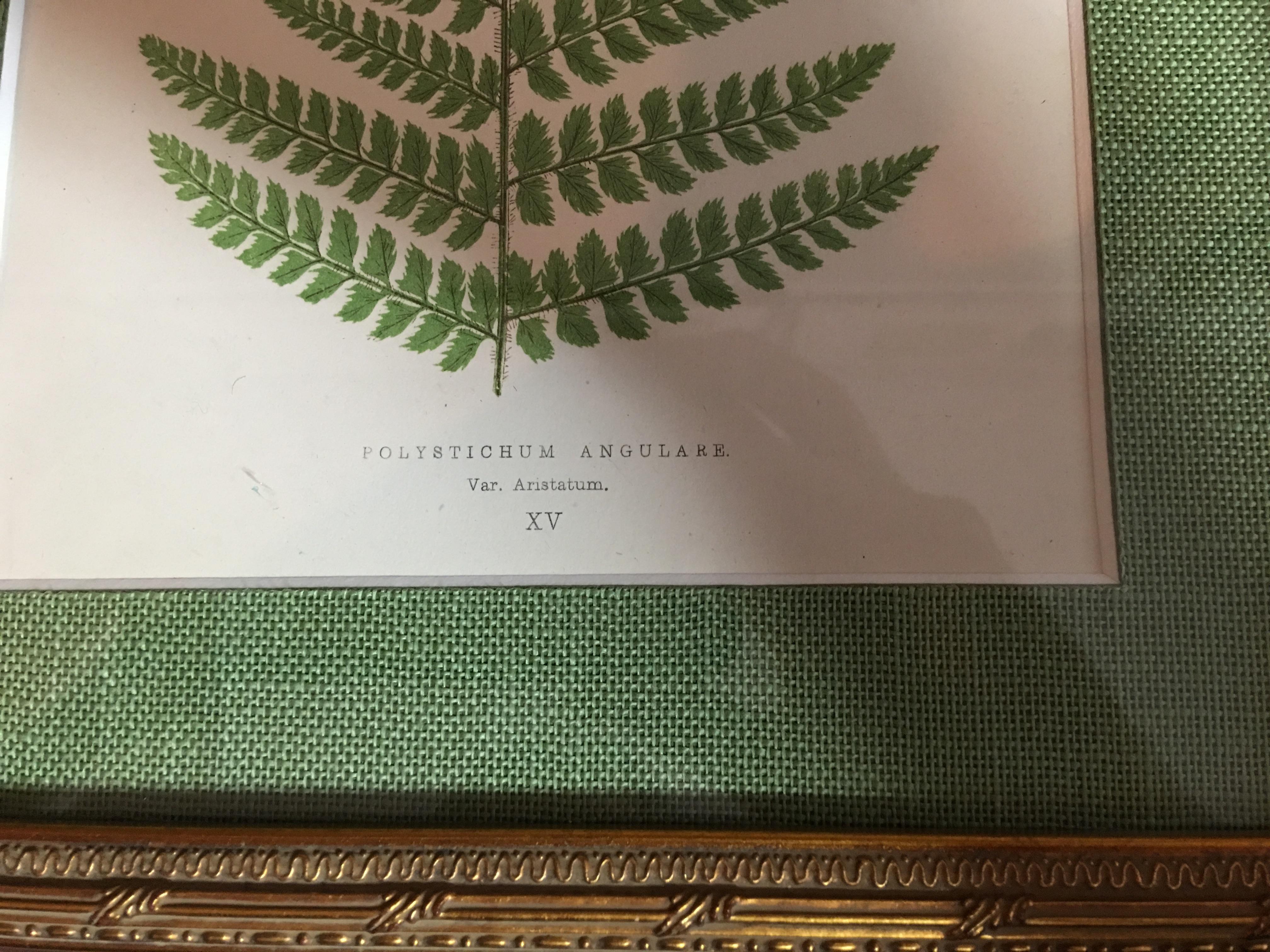 Polystichum Angulare and Angular Leaved Prickly Fern  - Print by Unknown